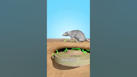 How Giant Rats Clear Landmines 🤔