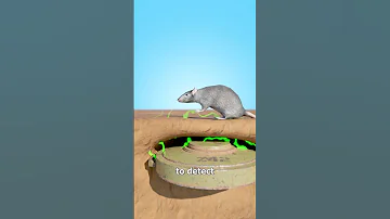 How Giant Rats Clear Landmines 