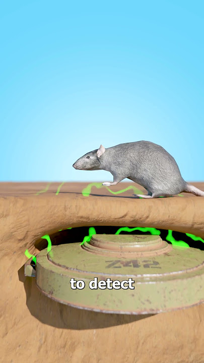How Giant Rats Clear Landmines 🤔