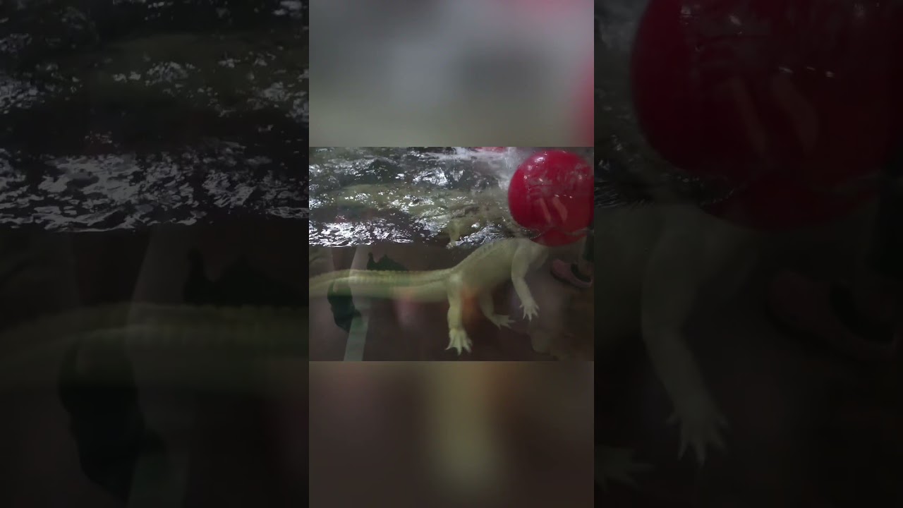 Albino Alligator FREAKS OUT over NEW TOY!!