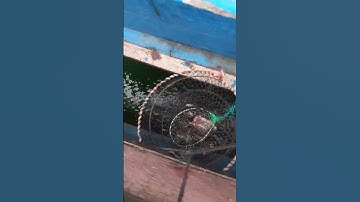 câu cá dìa nâu đầu năm