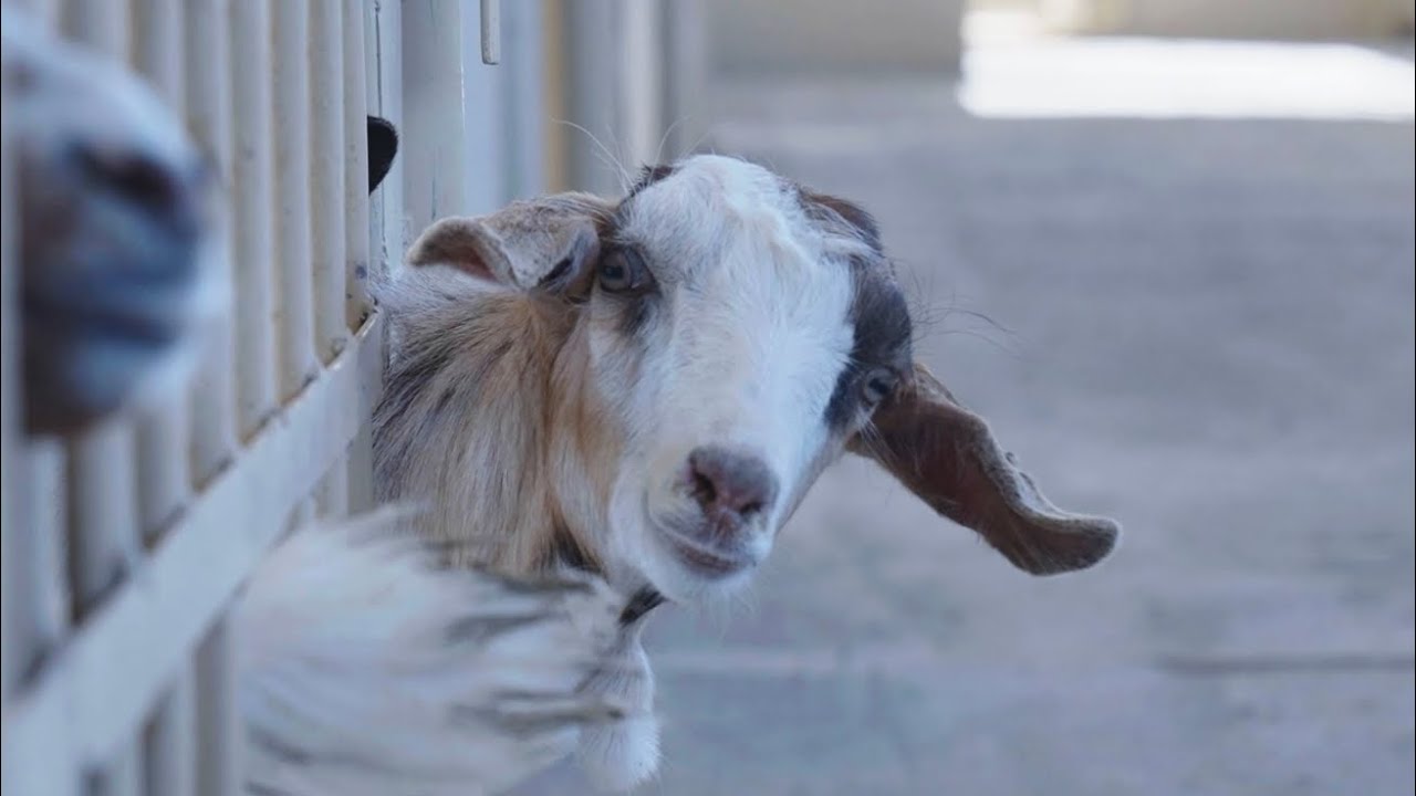 مشروع الأنعام لتربية وتسمين الماعز العُماني الأصيل