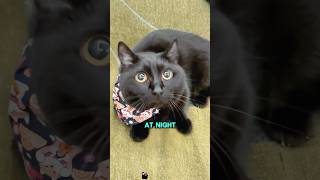 Would You Have A Black Cat?