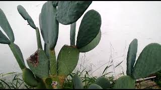 Viva México MaGUEYES y Nopal