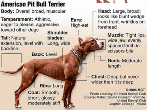 american pitbull terrier dangerous