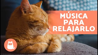 Música RELAJANTE para GATOS Estresados   ¡Relaja y Calma a tu Felino!