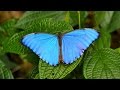 RioNegro Butterflies And Monkeys 4K