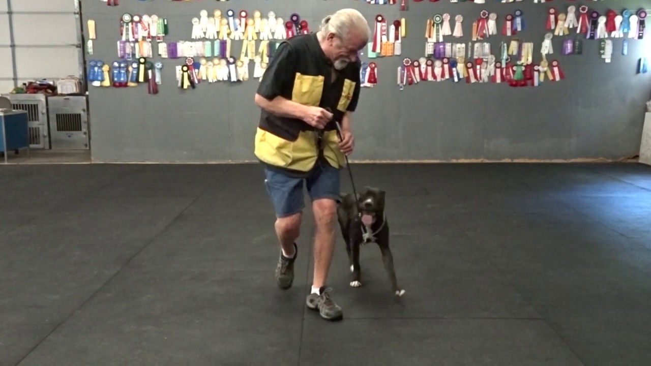 Allan Ross Dog Training YouTube