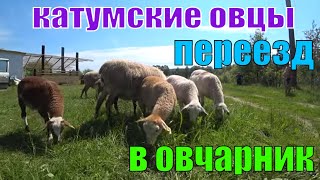 Катумские овцы переехали в Овчарник УСАДЬБА У ОЗЕРА