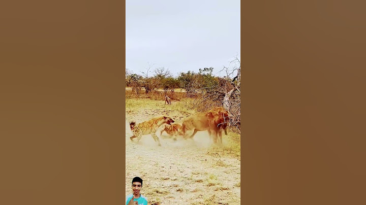 Dramatic Rescue by Hyenas after a Lion Catches one#animals#wildlife#lioness