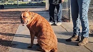 Reuniting With Cane Corso Enforcer At Dog Park by Bodhi's World 752 views 3 weeks ago 7 minutes, 10 seconds