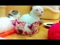 Pet Shop in Japan