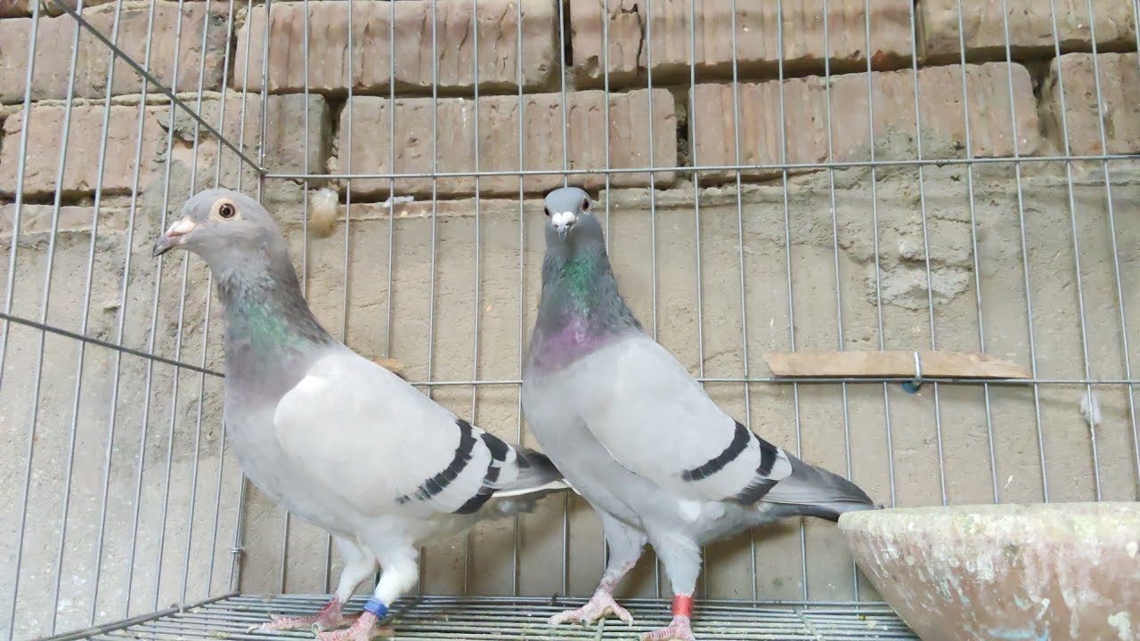 موجود مجموعه حمام زاجل 🏆 و كلزات ✍️ اخويا محمود عصام201061735702 #العناني 