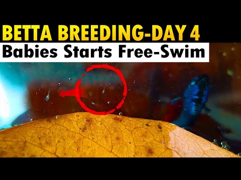 Betta Fish Breeding Day 4 | Babies Starts Free Swimming