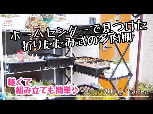 多肉植物】土を買いに行って見つけた❣️使える多肉棚で冬支度