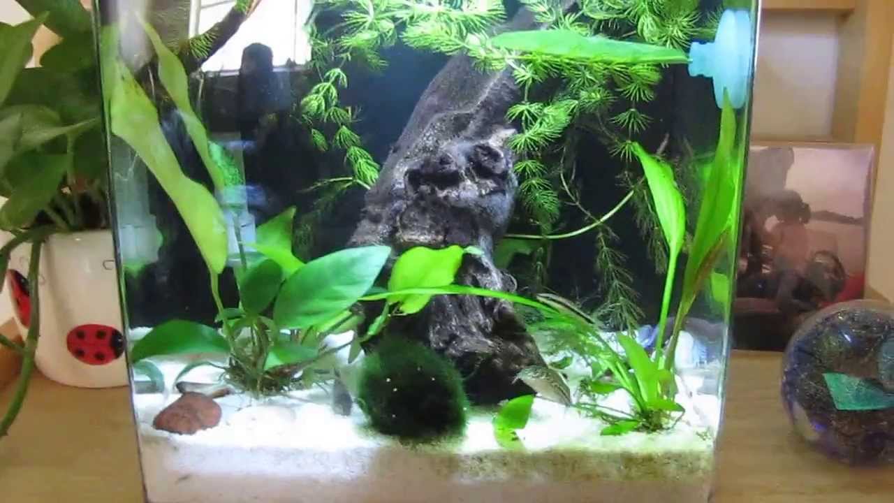 review of aqueon evolve