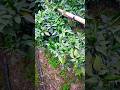 풍성한 고추 수확을 위한 유용한 팁. #고추농사 #섞어짓기 #일본농법 #텃밭가꾸기 #주말농장 #food #공생농법 #농사꿀팁
