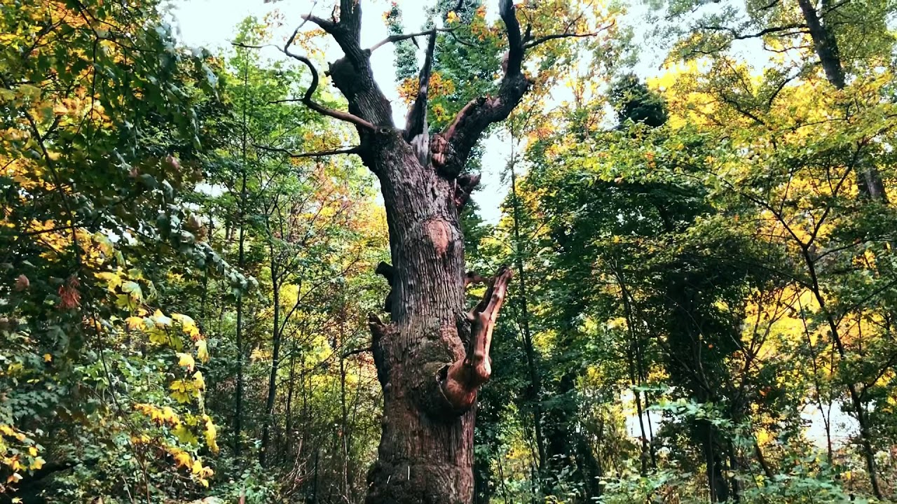 Dicke Marie - The oldest tree in the city of Berlin Germany. Iphone Cinematic