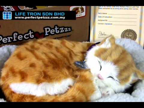 51 Top Images Perfect Petzzz Cat Amazon : Perfect Petzzz Breathing & Sleeping Toy Kitten - Tan ...