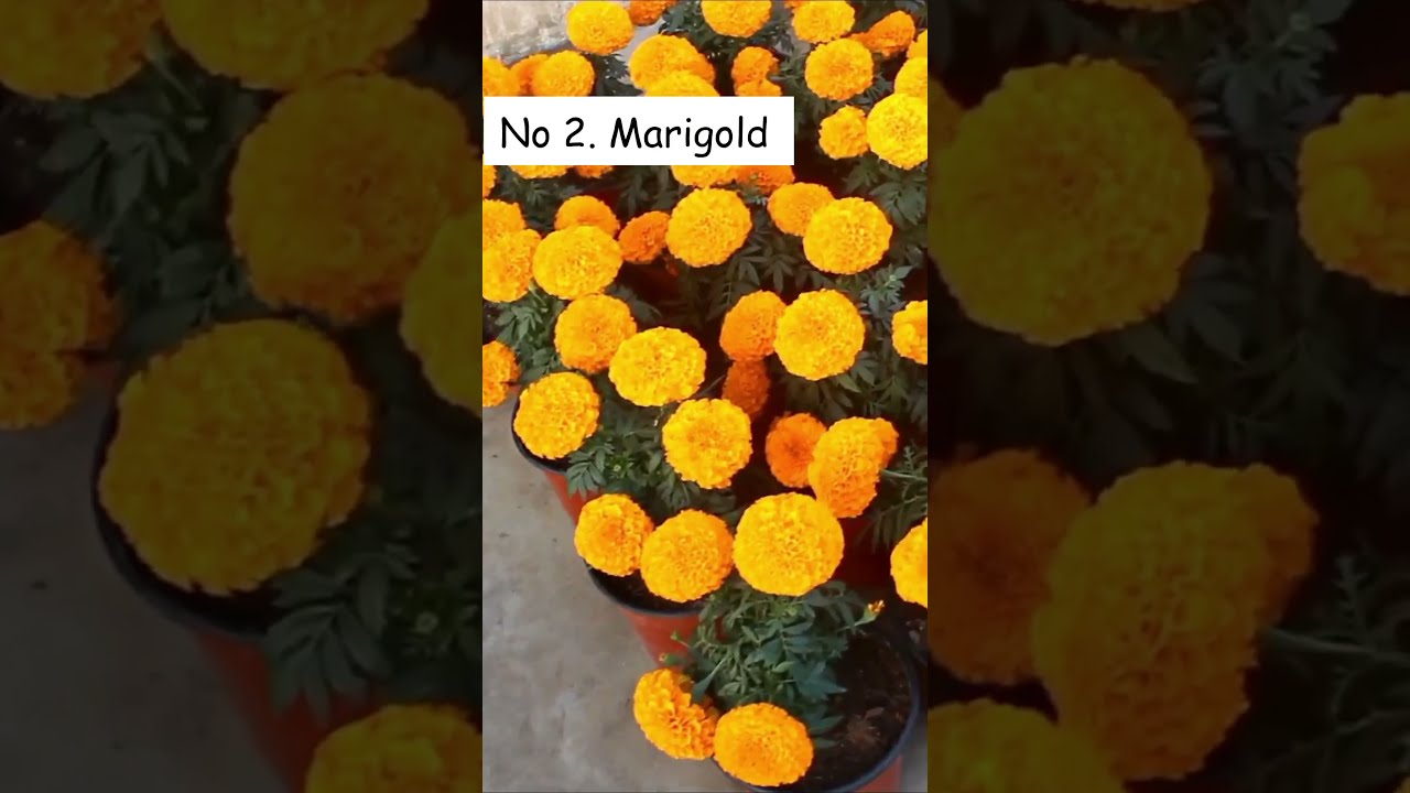 5 BEST Winter Flowering Plants That Bloom Non Stop Part 1