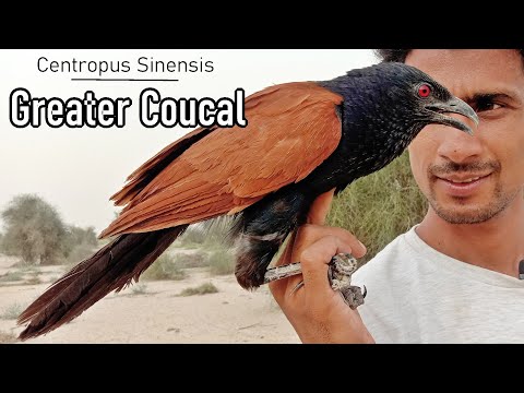 Video: Care este sensul fazanului corb?