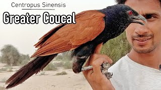 Download Lagu Greater coucal Crow Pheasant |Centropus sinensis| A-Z Information MP3