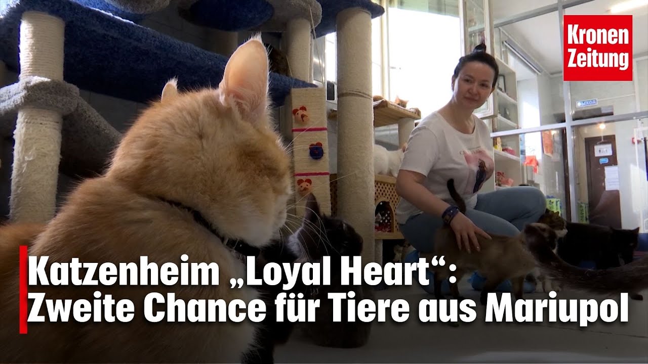 Katzenheim „Loyal Heart“: Zweite Chance für Tiere aus Mariupol