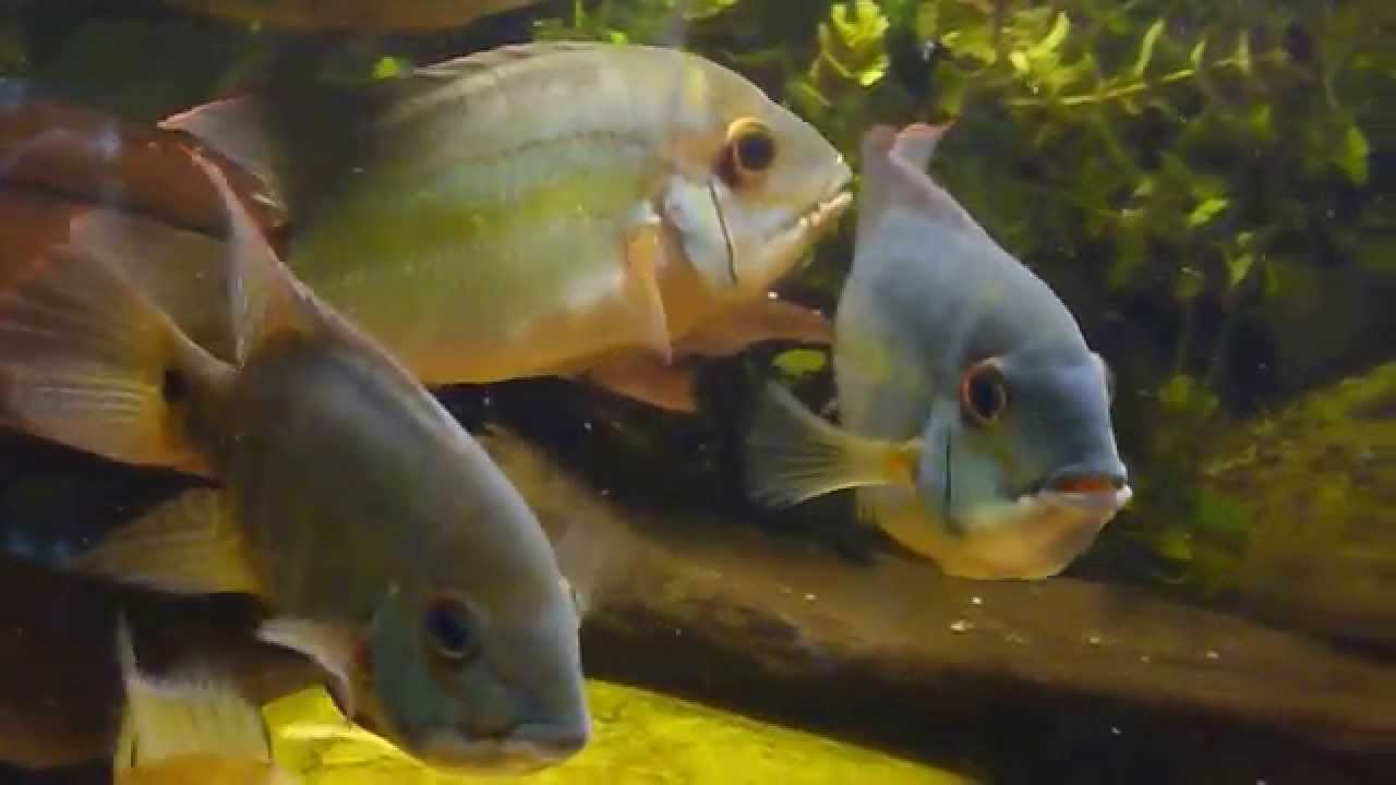 camera iphone 8 plus apk Mijn amazonebakkie -3 Satans-10 Br. Splendens,09-11-2014