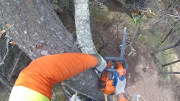 "A Very Dangerous Tree Removal" - Part 3