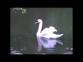 岩出和也  君恋酒  cover