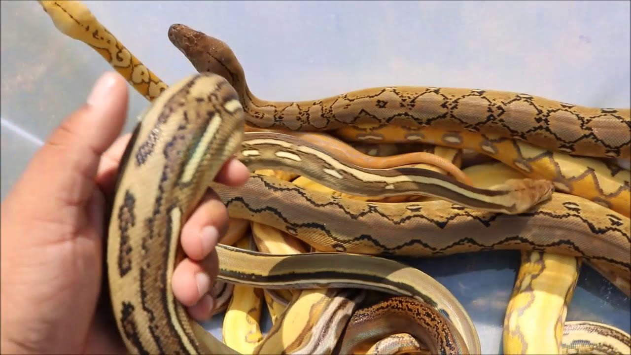 Fases de pitón reticulado, crias 2017. YouTube