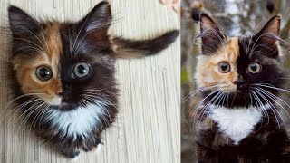 FUNNY CATS AND KITTENS MEOWING COMPILATION 2020