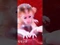 捨てられた赤ちゃん猿が保護されペット猿になるまで