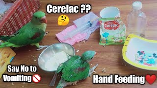 How to Hand feed a Raw Chick Safely_Hand Feeding with Cerelac-Kashmiri Raw Handfeeding tips