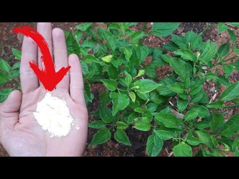 Vídeo: Tratando uma planta de pimenta com manchas: o que causa manchas pretas nas pimentas