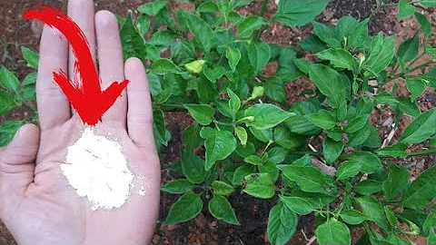 Como acabar com os fungos da pimenteira?