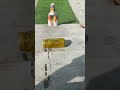 Water Bottle Breaking Glass Rolling Down Stairs Must Watch Short Video Asmr Satisfying Shorts mp3