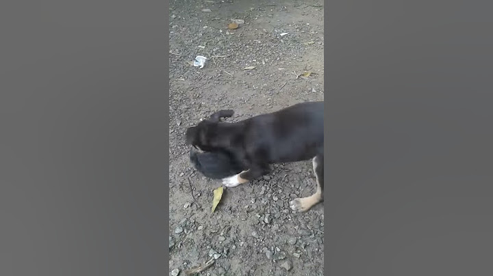 Cachorro roubado em itanhaem