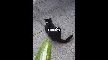 Why Are Cats TERRIFIED of Cucumbers? 😱🥒 #CatVsCucumber #FunnyCatReactions #CucumberChallenge