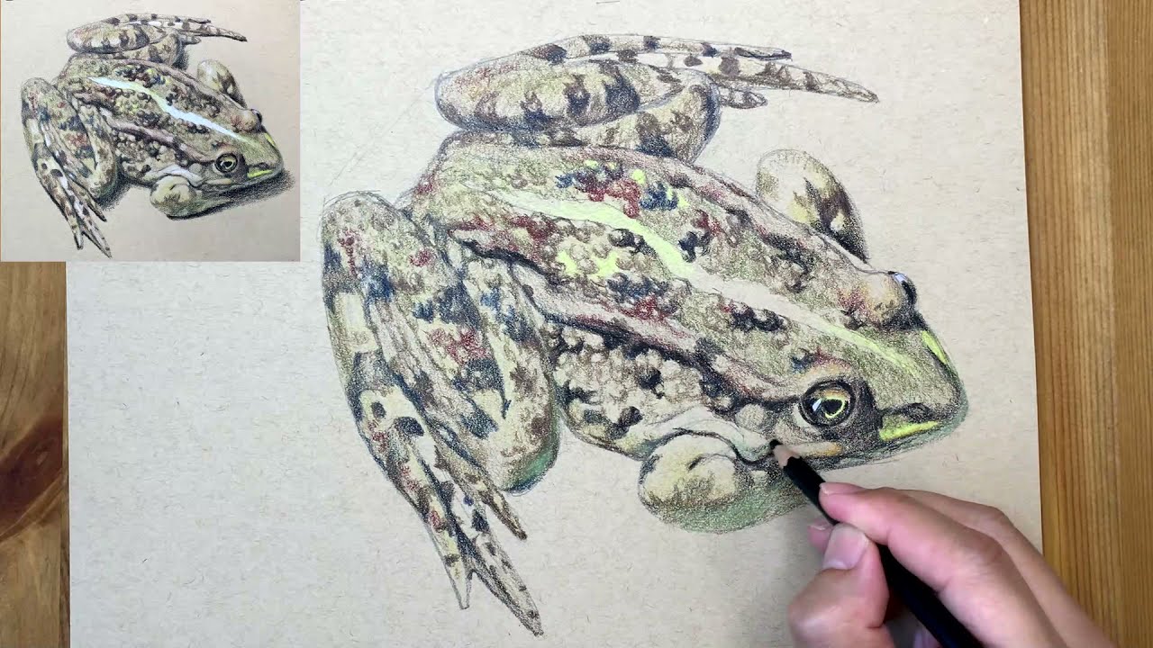 How to draw a frog 彩色铅笔画青蛙- YouTube