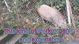 Organic pork expensive
