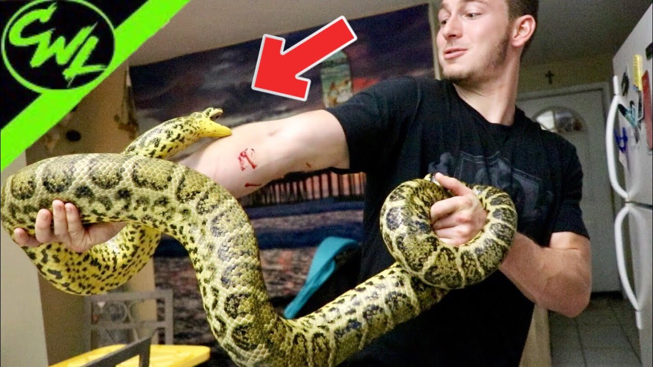 MY ANACONDA DON'T! - YouTube