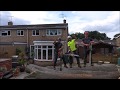 Wait until you see how this tree was cut down! Cutting down huge tree (filmed with a drone)