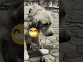 latihan ketaatan sambil bermain bersama K9 Panda #k9 #dogshorts #dog #polisisatwa