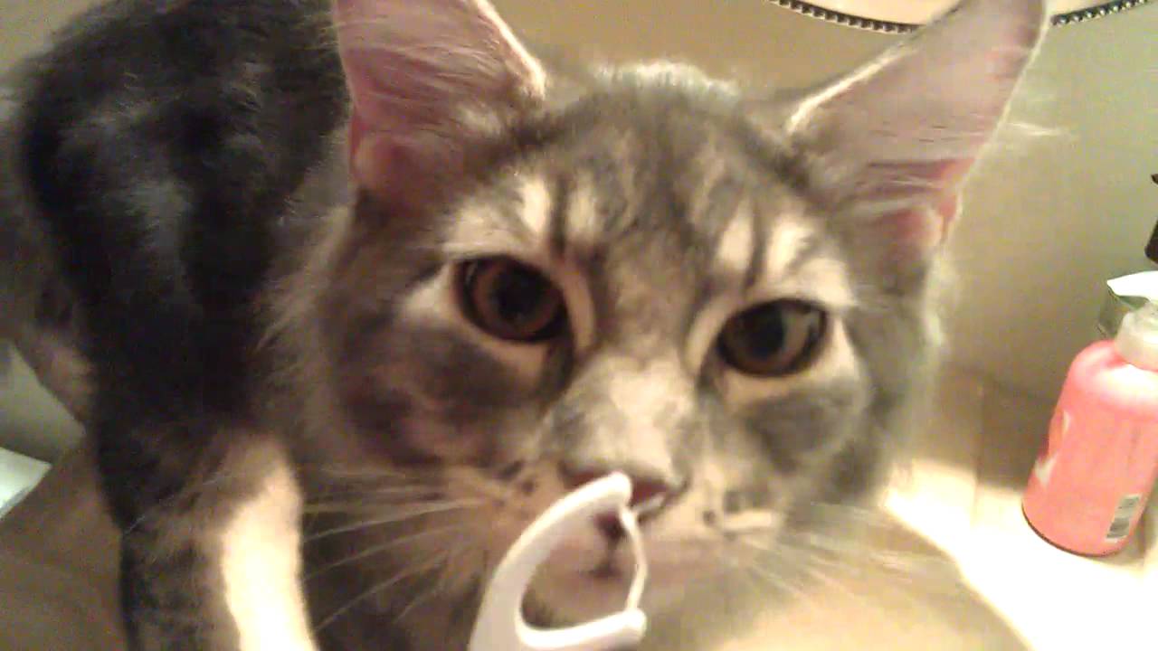 Cats for oral hygiene 02 YouTube