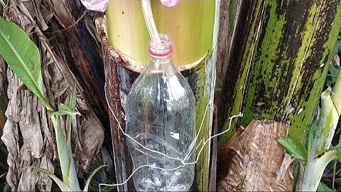 Cách lấy nước uống từ thân cây chuối chát ,đơn giản và hấp dẫn vô cùng