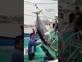 Hoist giant bluefin tuna on shore with traditional teamwork #bluefintuna #黑鮪魚