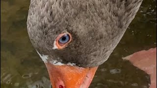 Goose 🪿 Bath and beautiful eyes 👀