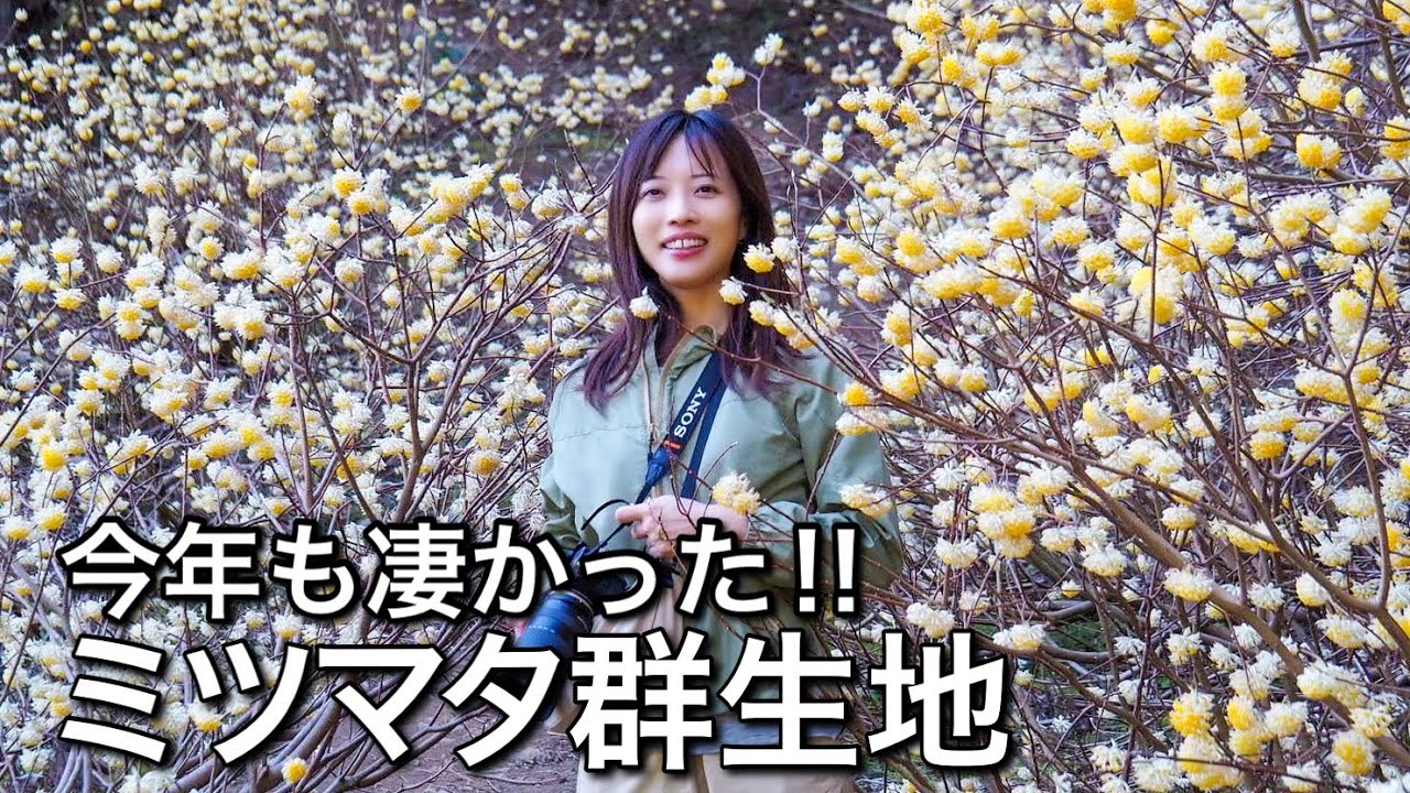 Mitsumata Colony] Enjoy the spring flowers! Head to Takahatayama