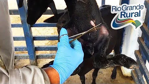 Como aumentar a taxa de partos gemelares em ovinos?